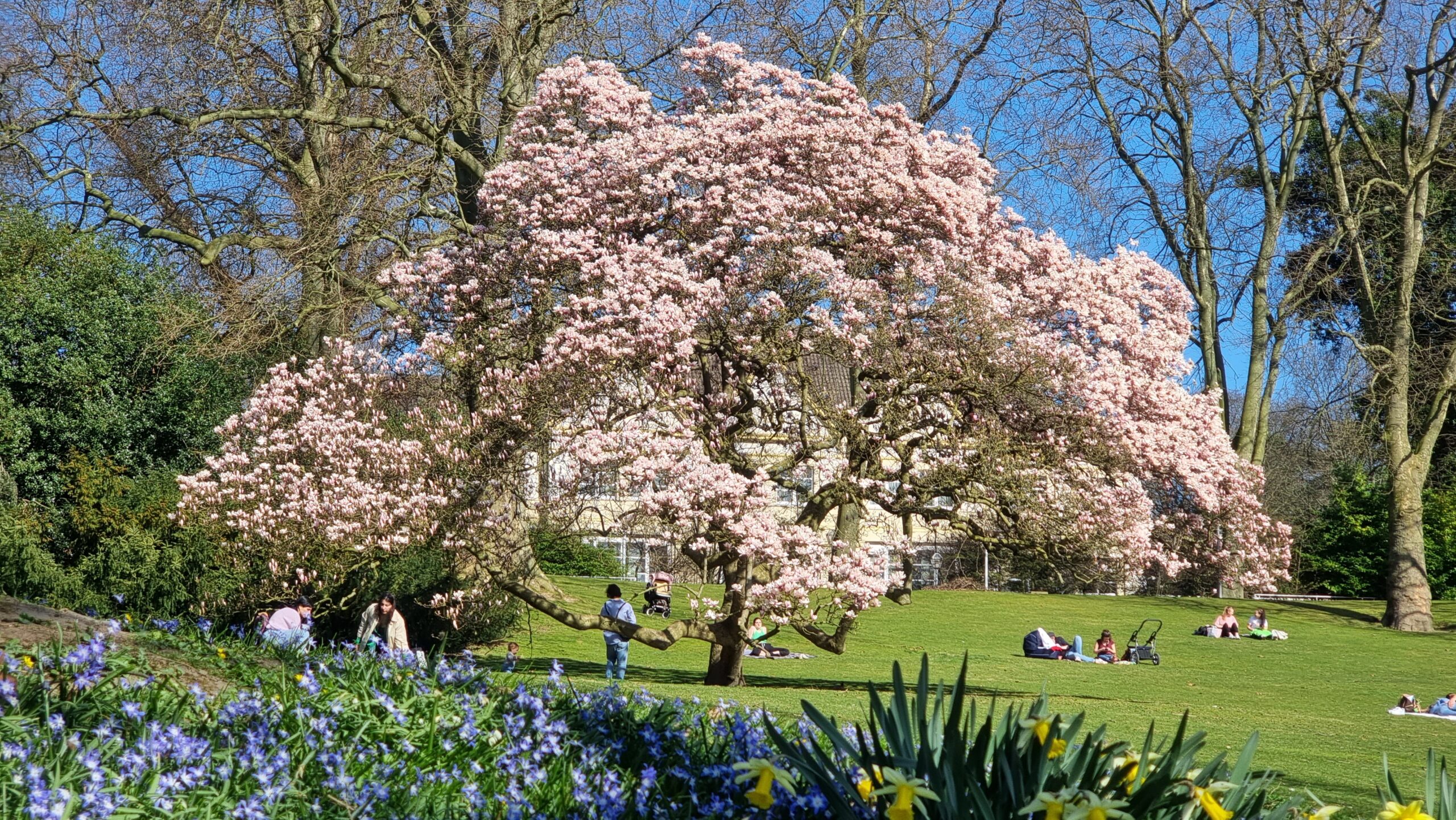 Magnolie im Stadtpark Bochum